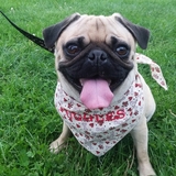 Entry image for Puggles