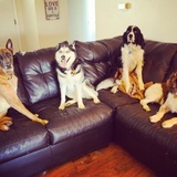 Entry image for Nyla, Kierra, Brice, Wolfie