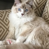 Entry image for Floki