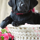 Entry image for Luna