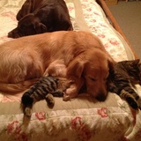 Entry image for Muffin and Ricky with JD napping in the background