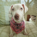 Entry image for Marley