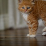 Entry image for Peaches 