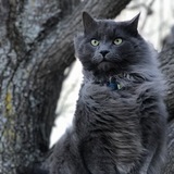 Entry image for Leonardo De Catrio