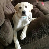 Entry image for Ivee