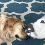 Entry image for Huckleberry & Theo