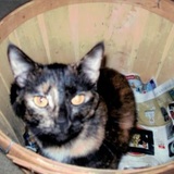 Entry image for Nala