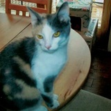 Entry image for Calypso