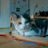 Entry image for Calypso