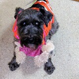 Entry image for Willie