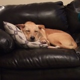 Entry image for Yoda