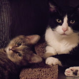 Entry image for CassieJoe  and  Simon