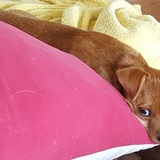 Entry image for Weegee