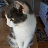 Entry image for Bunny