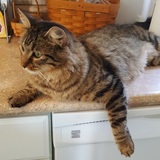 Entry image for Mister