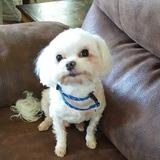 Entry image for Oscar