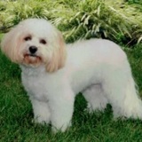 Entry image for Sammie