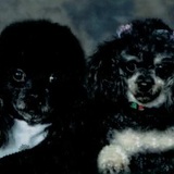 Entry image for Pepe' and Pippi