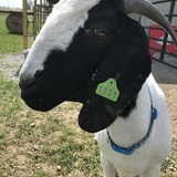 Entry image for Magic the goat