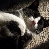 Entry image for Sh...Simon sleeps