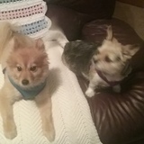 Entry image for Sammie and Mitzi