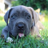 Entry image for Gracie 