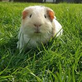 Entry image for Rubix