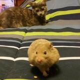 Entry image for Spaz & Rana