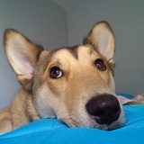 Entry image for Rollie