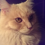 Entry image for Phyllis