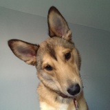 Entry image for Rollie & Ziva