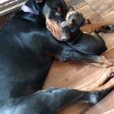 Entry image for Delmi and a foster Chiweenie