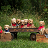 Entry image for Goldendoodle Puppies