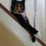 Entry image for Lilo