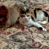 Entry image for Simba and Nala