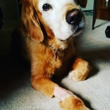 Entry image for Hunter