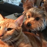 Entry image for OLIVER(DOG)  BAXTER(CAT)