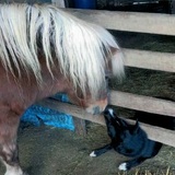 Entry image for Tippytoo and Sunny