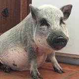 Entry image for Burley