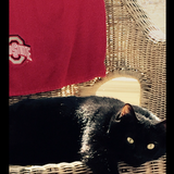 Entry image for Cleaver