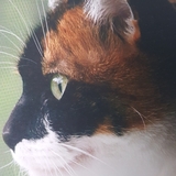 Entry image for Callie