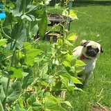 Entry image for Louie