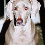 Entry image for Iris