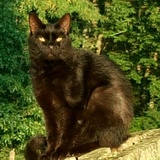 Entry image for Boobar