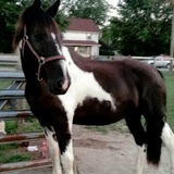 Entry image for Apache