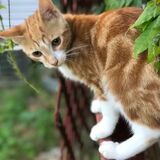 Entry image for Mr. Foxy