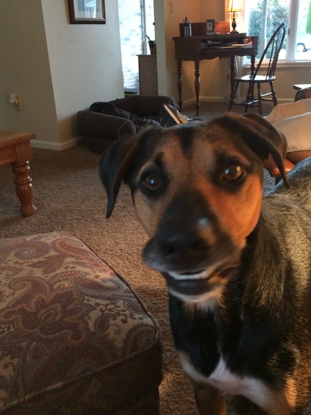 Entry image for Sadie. Clicking this image will show a larger photo