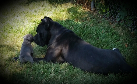 Entry image for Kai and puppy Ziah. Clicking this image will show a larger photo