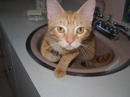 Entry image for Carmie. Clicking this image will show a larger photo