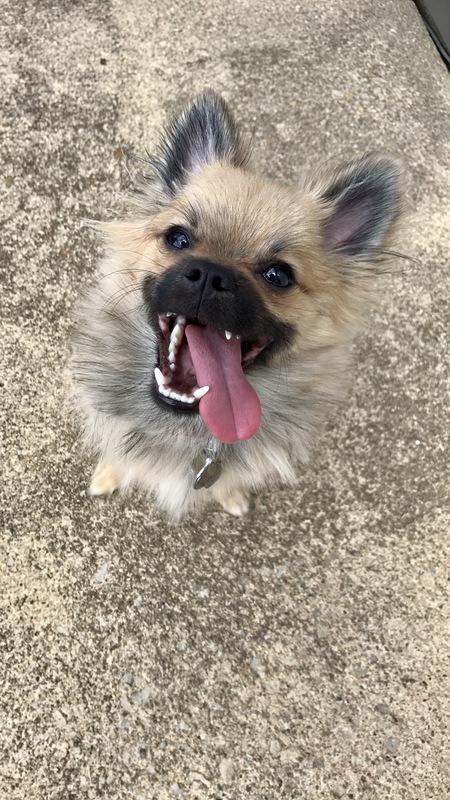 Entry image for Baxter. Clicking this image will show a larger photo